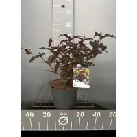 GRDplanten Diervilla splendens 'Diva' ('el madrigal') - Boskamperfoelie 30- 40 cm in pot