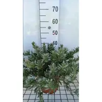 GRDplanten Convolvulus cneorum - Zilverwinde 30- 40 cm in pot