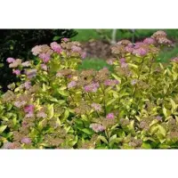 GRDplanten Spiraea jap. 'Goldmound' - Spierstruik , Japanse Spirea , Japanse Spierstruik 25- 30 cm in pot
