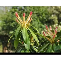 GRDplanten Pieris hybr. 'Forest Flame' - Rotsheide 'Forest Flame' , Lavendelheide 30- 40 cm in pot