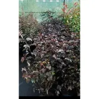 GRDplanten Physocarpus opulif. 'Lady In Red' ( 'tuilad') - Blaasspirea, Sneeuwbalspirea 40- 60 cm in pot
