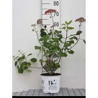 GRDplanten 2 x Hydrangea arb. 'Pink Annabelle' ( invincibelle2) - Roze Sneeuwbal Hortensia, Roze 'Annabelle' C3 cm in pot