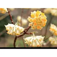 GRDplanten 1 x Edgeworthia chrys. 'Grandiflora' - Papierstruik 60- 80 cm in pot
