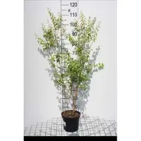 GRDplanten Spiraea prunifolia - Spierstruik 40- 60 cm in pot