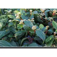 GRDplanten Viburnum davidii - Sneeuwbal 60- 80 cm in pot