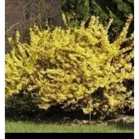 GRDplanten Forsythia hybr. 'Maree d'or' ('courtasol') - Chinees Klokje 25- 30 cm in pot