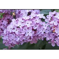 GRDplanten Syringa vulgaris - Sering 60- 80 cm in pot