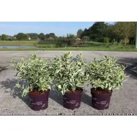 GRDplanten Diervilla sess. 'Cool Splash' - Boskamperfoelie 30- 40 cm in pot