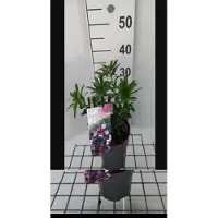 GRDplanten Daphne trans. 'Eternal Fragrance Pink' - Peperboompje 20- 25 cm in pot