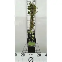 GRDplanten Hedera hibernica - Ierse Klimop , Atlantische Klimop,100-120 cm | pot