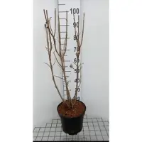 GRDplanten Viburnum lantana - Wollige Sneeuwbal 60- 80 cm in pot
