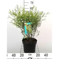 GRDplanten 2 x Hypericum dens. 'Buttercup' - Herfsthooi, Sint Janskruid 30- 40 cm in pot