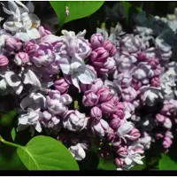 GRDplanten Syringa vulg. 'Kath. Havemeyer' - Gewone Sering 50- 60 cm in pot