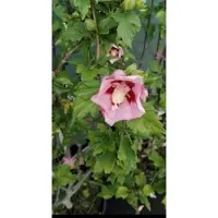 GRDplanten Hibiscus syr. 'Hamabo' - Tuinhibiscus, Altheastruik , Heemstroos 40- 60 cm in pot