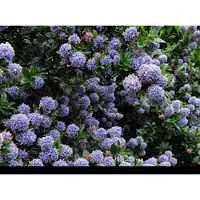 GRDplanten Ceanothus hybr. 'Blue Mound' - Amerikaanse Sering , Sikkelbloem 25- 30 cm in pot