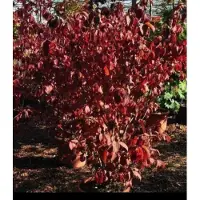 GRDplanten Viburnum plic. 'Lanarth' - Japanse Sneeuwbal 40- 60 cm in pot