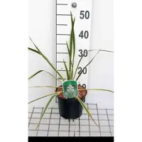 GRDplanten 2 x Yucca fil. 'Bright Edge' - Palmlelie 30- 40 cm in pot