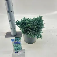 GRDplanten Juniperus squamata ‘Blue Star’ - Jeneverbes | 20-25 cm pot