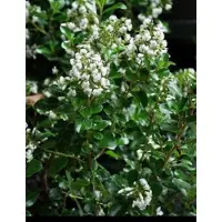 GRDplanten Escallonia hybr. 'Iveyi' - Escallonia 30- 40 cm in pot