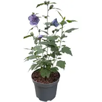 GRDplanten Hibiscus syr. 'Blue Chiffon' ('notwoodthree') - Tuinhibiscus, Altheastruik , Heemstroos 40- 60 cm in pot