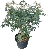 GRDplanten Choisya tern. 'Greenfingers' - Mexicaanse Oranjebloesem 40- 60 cm in pot