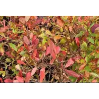 GRDplanten Nyssa sylvatica - Zwarte Tupelo, Zwarte Tupeloboom, Moerastupelo 40- 60 cm in pot