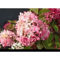GRDplanten Hydrangea pan. 'Fraise Melba' - Pluimhortensia 40- 50 cm in pot