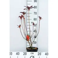 GRDplanten Azalea mollis - Tuinazalea rood 40 - 50 cm in pot