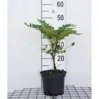 GRDplanten 2 x Mahonia x media 'Charity' - Mahoniestruik, Hulstberberis 30- 50 cm in pot