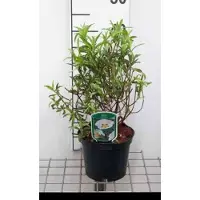 GRDplanten Cistus purp. 'Alan Fradd' - Cistusroos Of Rotsroos 20- 25 cm in pot