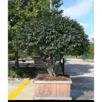 GRDplanten 2 x Euonymus alatus - Kardinaalshoed, Kardinaalsmuts 30- 40 cm in pot