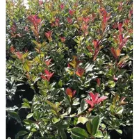 GRDplanten Photinia fras. 'Pink Marble' ('cassini') - Glansmispel 40- 60 cm in pot