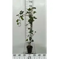 GRDplanten Hedera hibernica - Ierse Klimop , Atlantische Klimop,80-100 cm | pot