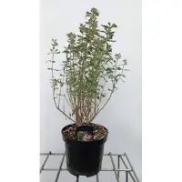 GRDplanten Caryopteris cland. 'Camara Pink' - Baardbloem 30- 40 cm in pot