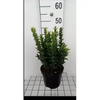 GRDplanten Euonymus jap. 'Green Spire' - Japanse Kardinaalshoed 40- 60 cm in pot