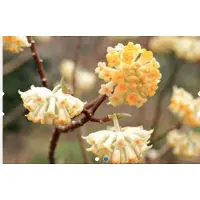 GRDplanten Edgeworthia chrysantha 'Grandiflora' - Papierstruik 40 - 50 cm in pot