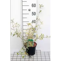 GRDplanten Cornus alba 'Miracle' - Kornoelje 60- 80 cm in pot
