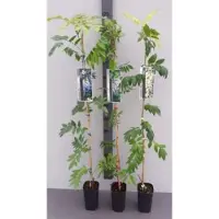 GRDplanten Wisteria sin. 'Prolific' ( 'boskoop') - Chinese Blauwe Regen80-100 cm | pot