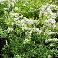 GRDplanten Spiraea arguta - Spierstruik , Sneeuwspirea 40- 60 cm in pot