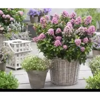 GRDplanten 1 x Escallonia laev. 'Pink Elle' - Escallonia 40- 50 cm in pot