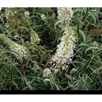 GRDplanten Buddleja dav. 'Nanho White' - Vlinderstruik 40- 60 cm in pot