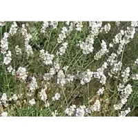 GRDplanten 2 x Lavandula int. 'Edelweiss' - Lavandin, Lavendel In pot 3 liter