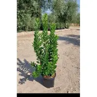 GRDplanten Arbutus unedo - Aardbeiboom 60- 80 cm in pot