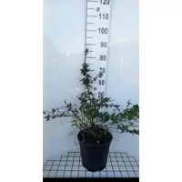 GRDplanten Abelia grandiflora - Abelia 50- 60 cm in pot
