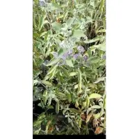 GRDplanten 2 x Caryopteris cland. 'Kew Blue' - Blauwe Spirea , Baardbloem, Herfstsering C1.5 cm in pot