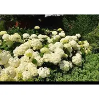 GRDplanten Hydrangea arb. 'Annabelle' - Annabelle, Sneeuwbal Hortensia 20- 30 cm in pot