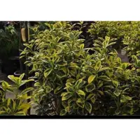 GRDplanten 2 x Euonymus jap. 'Aureomarginatus' ( 'el. aureus') - Japanse Kardinaalshoed, Kardinaalsmuts , 40- 50 cm in pot