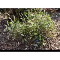 GRDplanten Spiraea thunbergii - Spierstruik 40- 60 cm in pot