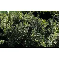 GRDplanten 2 x Euonymus fort. 'Em. Gaiety' - Kardinaalshoed, Kardinaalsmuts , 20- 30 cm in pot