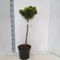 GRDplanten Pinus mugo 'Ophir' - Bergden | 50 cm pot